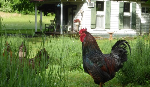 Wiley's Room: Museum like room on Farm once owned by Jack Daniel's brother