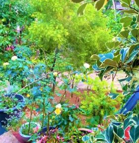 King Room with Garden View