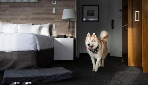 Standard Queen Room with Two Queen Beds - Pet Friendly