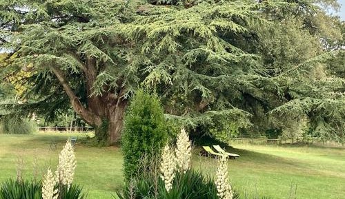 Double Room with Garden View