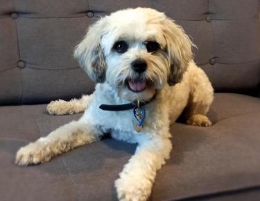 One Bedroom Apartment - Pet Friendly