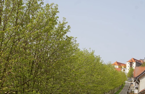 Ballenstedt Apartment | Apartment with balcony facing the avenue especially for couples with a car