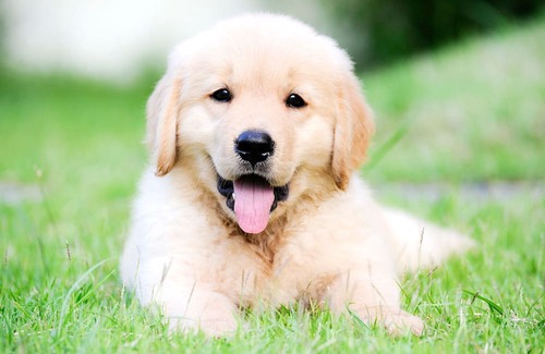 Provo House | Cozy Pet-Friendly Stay & Waffle Breakfast too!