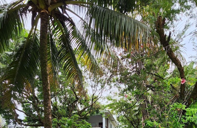 Our Sea Garden Suite faces the Caribbean and awaits you