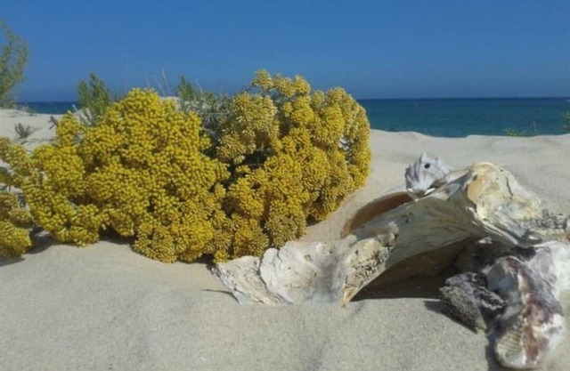 Junto al Mar: Casa Pinar